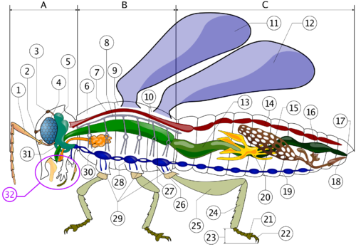 Archivo:Insectos25.png
