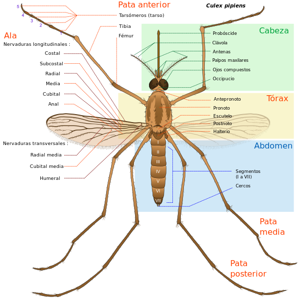 600px-Culex pipiens diagram es.svg.png