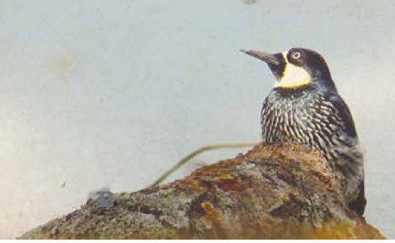 Archivo:Pajarito.png