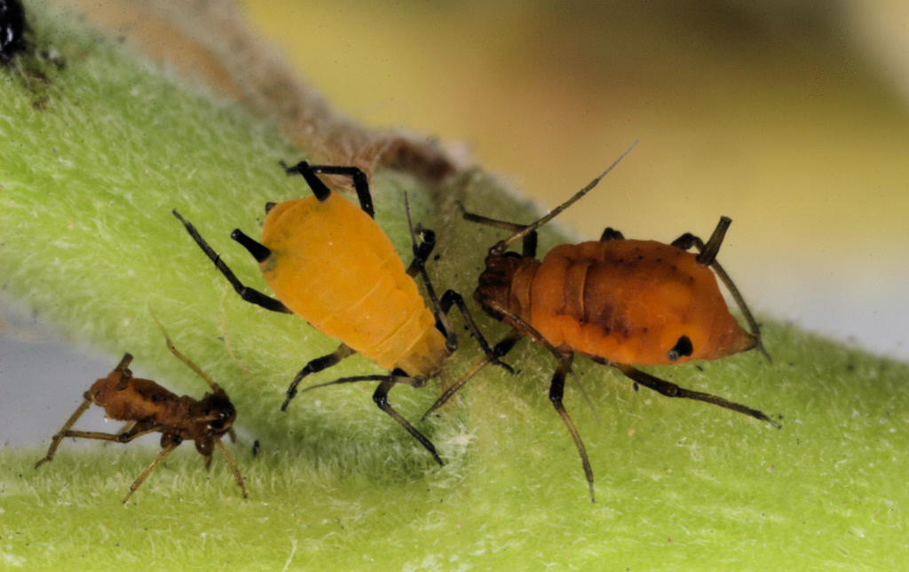 Aphid-colored.jpg