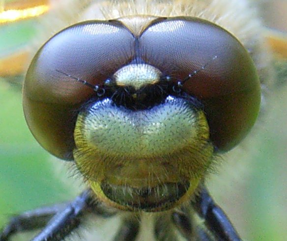 Archivo:Libellula quadrimaculata head.jpg