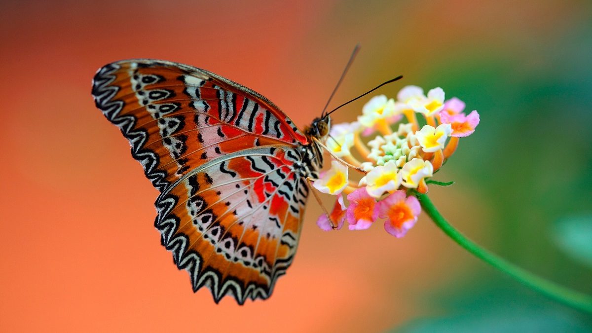 Mariposa posada en una flor.