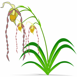 Phragmipedium-2400px.png