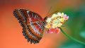 Mariposa-posada-en-una-flor.jpg