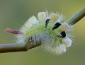 800px-Calliteara pudibunda caterpillar.jpg