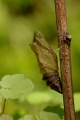800px-Papilio machaon pupe 02.JPG