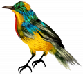Colourful Bird PNG Clipart-496.png