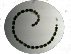 Anabaena.png